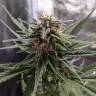 семена конопли наложенным платежом Cheese feminised семена конопли наложенным платежом Cheese feminised