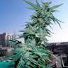 семена конопли для посадки купить Critical feminised семена конопли для посадки купить Critical feminised