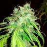 заказать качественные семена конопли Bubblelicious regular заказать качественные семена конопли Bubblelicious regular