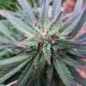 семена конопли интернет магазин Caboose feminised Strain Hunters Seeds семена конопли интернет магазин Caboose feminised Strain Hunters Seeds