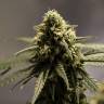 Critical Cheese feminised Dinafem Seeds Critical Cheese feminised Dinafem Seeds