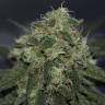 Critical Cheese feminised Dinafem Seeds Critical Cheese feminised Dinafem Seeds
