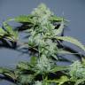 семена конопли почтой Auto Balkhash feminised Bang Seeds семена конопли почтой Auto Balkhash feminised Bang Seeds
