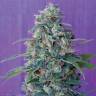 урожайные семена конопли Magic Bud regular Ganja Seeds урожайные семена конопли Magic Bud regular Ganja Seeds