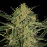 семена культурной конопли купить Nebula II CBD feminised Paradise Seeds