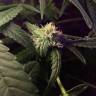 семена конопли дешево Royal Highness CBD feminised Royal Queen семена конопли дешево Royal Highness CBD feminised Royal Queen