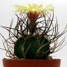 Купить семена кактуса Astrophytum niveum nudum pp 397 Купить семена кактуса Astrophytum niveum nudum pp 397