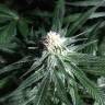 Critical Plus feminised Ganja Seeds купить семена конопли в интернете Critical Plus feminised Ganja Seeds купить семена конопли в интернете