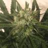 Critical Plus feminised Ganja Seeds Critical Plus feminised Ganja Seeds