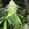 Critical Plus feminised Ganja Seeds Critical Plus feminised Ganja Seeds