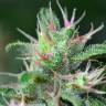 где можно заказать семена конопли Chill OM feminised где можно заказать семена конопли Chill OM feminised