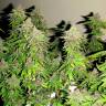 заказать на сайте семена конопли Chill OM feminised заказать на сайте семена конопли Chill OM feminised