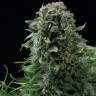 Mama Mia feminised Ganja Seeds Mama Mia feminised Ganja Seeds