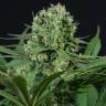 Mama Mia feminised Ganja Seeds Mama Mia feminised Ganja Seeds