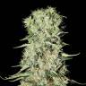 семена конопли феминизированные Damnesia feminised Strain Hunters Seeds семена конопли феминизированные Damnesia feminised Strain Hunters Seeds