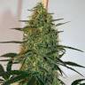 семена сортовой конопли Damnesia feminised Strain Hunters Seeds семена сортовой конопли Damnesia feminised Strain Hunters Seeds