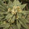 Critical Kush feminised Dinafem Seeds Critical Kush feminised Dinafem Seeds