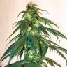 конопли скороспелый купить Mama Mia regular Ganja Seeds конопли скороспелый купить Mama Mia regular Ganja Seeds