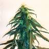 семена конопли в интернете Mama Mia regular Ganja Seeds семена конопли в интернете Mama Mia regular Ganja Seeds