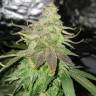 семена конопли Спб Bubba Kush regular Humboldt Seeds семена конопли Спб Bubba Kush regular Humboldt Seeds