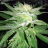 семена конопли Москва Bubba Kush regular Humboldt Seeds семена конопли Москва Bubba Kush regular Humboldt Seeds