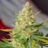 семена конопли интернет магазин Wild Rose feminised Sweet Seeds семена конопли интернет магазин Wild Rose feminised Sweet Seeds