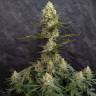 Critical Jack feminised Ganja Seeds купить качественные семена конопли по России в интернете Critical Jack feminised Ganja Seeds купить качественные семена конопли по России в интернете