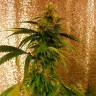 Critical Jack fem лучшие семена каннабиса для гровера Critical Jack fem лучшие семена каннабиса для гровера