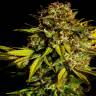 Семена Auto Mintz feminised Ganja Seeds недорого Семена Auto Mintz feminised Ganja Seeds недорого