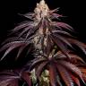 Deep Sleep feminised Ganja Seeds Deep Sleep feminised Ganja Seeds