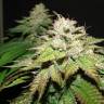 семена конопли в интернете Deep sleep feminised семена конопли в интернете Deep sleep feminised