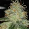 Critical Sensi Star feminised Ganja Seeds Critical Sensi Star feminised Ganja Seeds