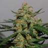 семена конопли индика Auto Damnesia feminised Strain Hunters Seeds семена конопли индика Auto Damnesia feminised Strain Hunters Seeds