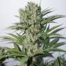 The Edge feminised Dutch Passion Seeds The Edge feminised Dutch Passion Seeds