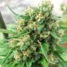 Deep Cheese feminised Dinafem Seeds Deep Cheese feminised Dinafem Seeds