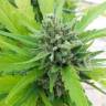Deep Cheese feminised Dinafem Seeds Deep Cheese feminised Dinafem Seeds