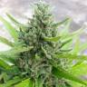 Deep Cheese feminised Dinafem Seeds Deep Cheese feminised Dinafem Seeds
