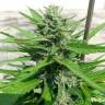 Deep Cheese feminised Dinafem Seeds Deep Cheese feminised Dinafem Seeds