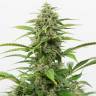 Auto Beshbarmak feminised Bang Seeds Auto Beshbarmak feminised Bang Seeds