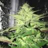 купить семена конопли Master Kush regular Ganja Seeds купить семена конопли Master Kush regular Ganja Seeds