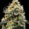 Auto Think Different regular Ganja Seeds Auto Think Different regular Ganja Seeds