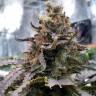 Blue Widow feminised Ganja Seeds лучшие цены на семена марихуаны в России Blue Widow feminised Ganja Seeds лучшие цены на семена марихуаны в России