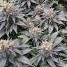 Blue Widow feminised Ganja Seeds Купить семена каннабиса в интернете Blue Widow feminised Ganja Seeds Купить семена каннабиса в интернете