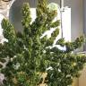 Семена ганжы Auto Pineapple Chunk feminised Ganja Seeds недорого Семена ганжы Auto Pineapple Chunk feminised Ganja Seeds недорого