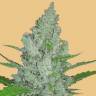 Семена ганжы Auto Pineapple Chunk feminised Ganja Seeds купить Семена ганжы Auto Pineapple Chunk feminised Ganja Seeds купить