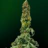 Семена ганжы Auto Pineapple Chunk feminised Ganja Seeds заказать Семена ганжы Auto Pineapple Chunk feminised Ganja Seeds заказать