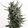 White Siberian feminised Ganja Seeds White Siberian feminised Ganja Seeds