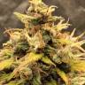 Auto Northern Lights x AK feminised Ganja Seeds Auto Northern Lights x AK feminised Ganja Seeds