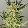 Auto Northern Lights x AK feminised Ganja Seeds Auto Northern Lights x AK feminised Ganja Seeds