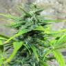 семена конопли марихуаны Auto Trojan regular семена конопли марихуаны Auto Trojan regular